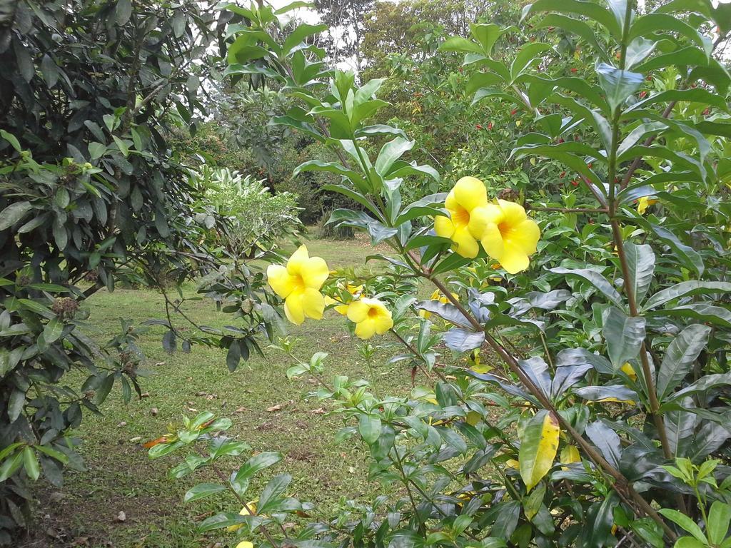 Hotel Tangara Arenal B&B La Fortuna Ruang foto