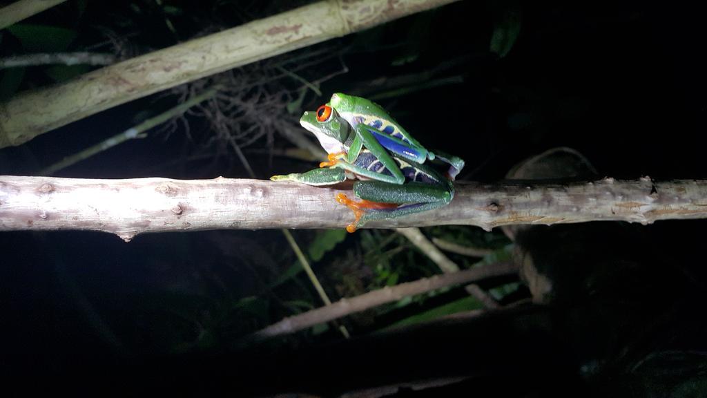 Hotel Tangara Arenal B&B La Fortuna Bagian luar foto