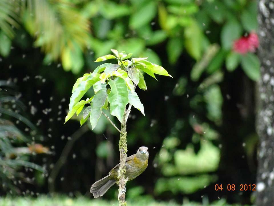 Hotel Tangara Arenal B&B La Fortuna Bagian luar foto